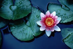 Lily Pad