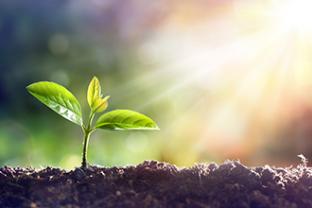Sapling sprouting