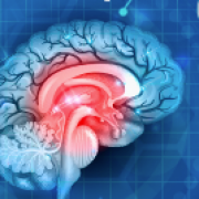 image of brain