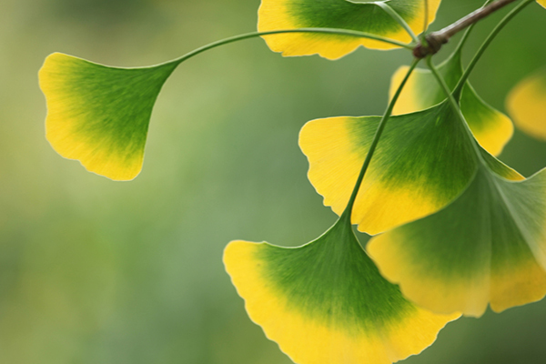 Ginko Leaves